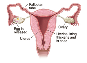 Cross section front view of vagina, cervix, uterus, uterine lining, fallopian tubes, ovaries, and egg inside fallopian tube.