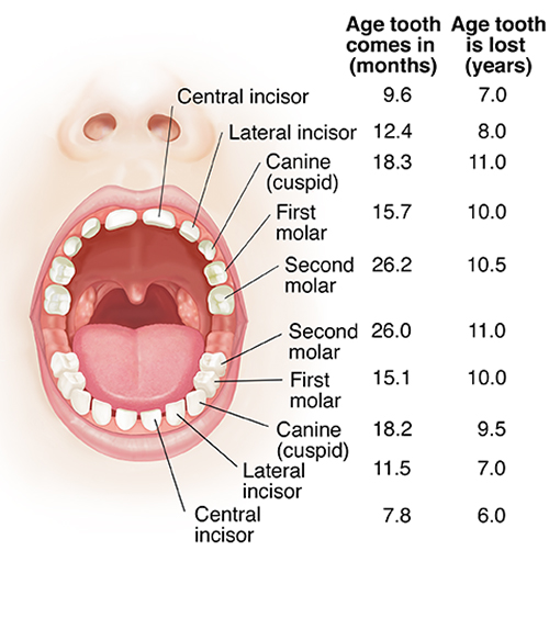 Front view of open mouth showing upper and lower baby teeth.